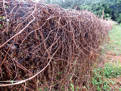 Atualmente a fusariose ainda causa prejuízos severos aos produtores de maracujá.
