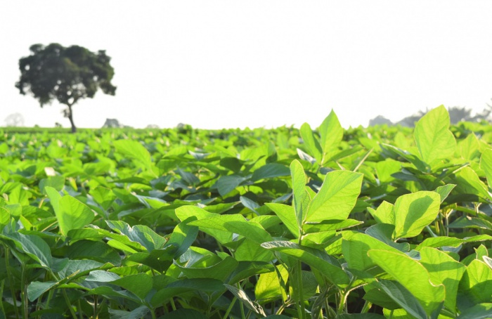 Pesquisadores revelam mecanismos de resposta estomática ao aumento de temperatura em plantas