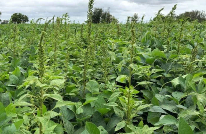Caruru-palmeri preocupa agricultores e exige manejo integrado