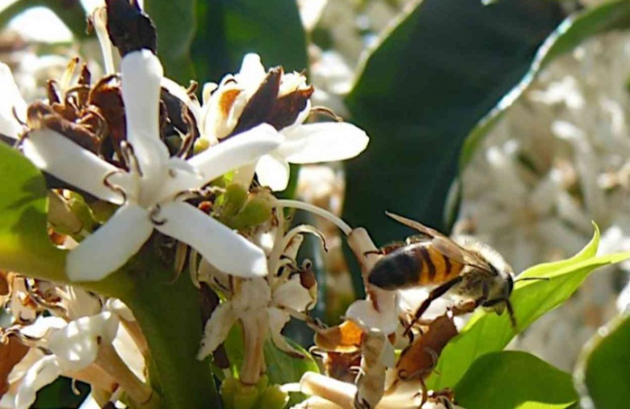 Diversidade agrícola sustenta polinizadores nos trópicos