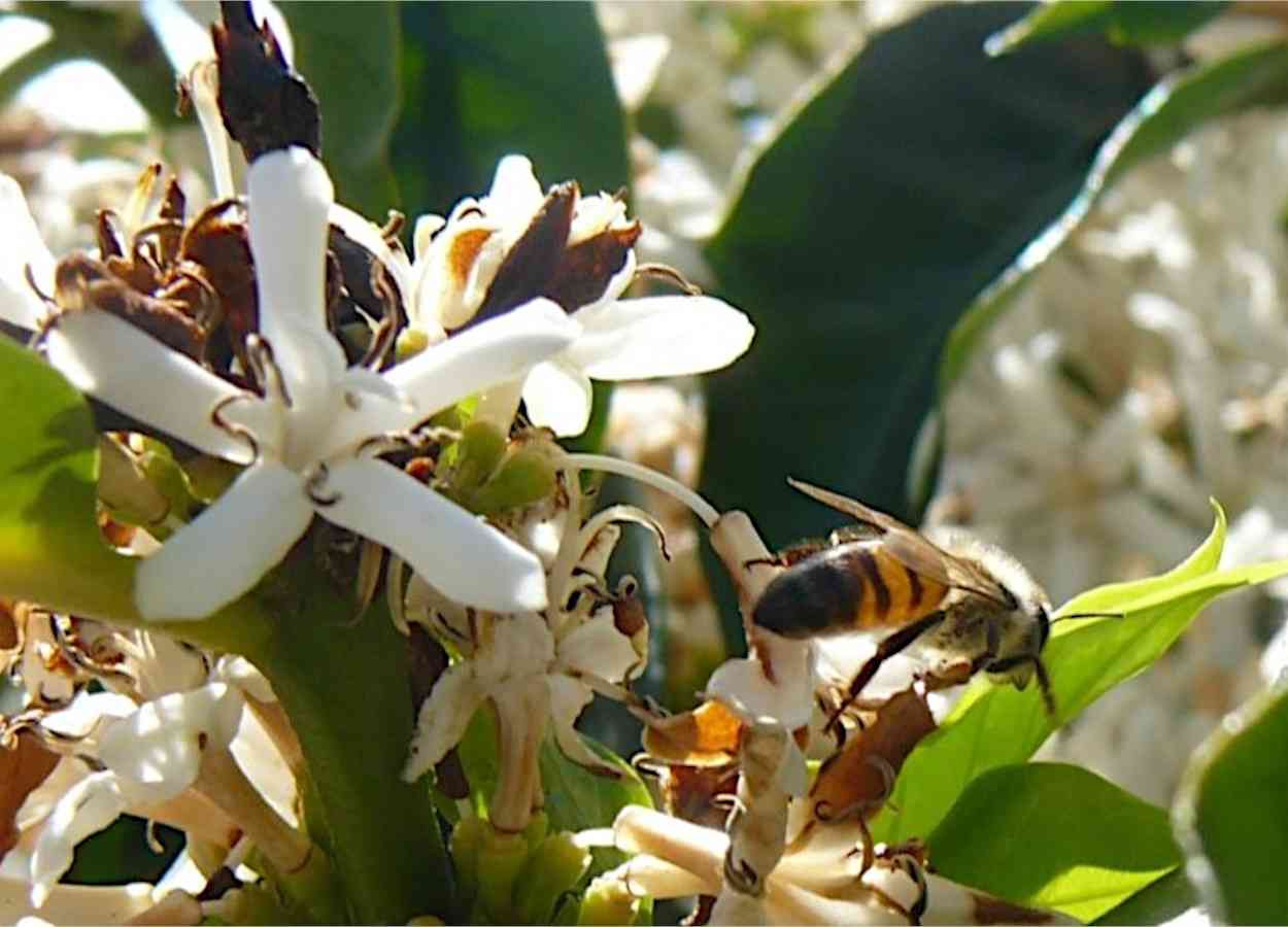 Diversidade agrícola sustenta polinizadores nos trópicos