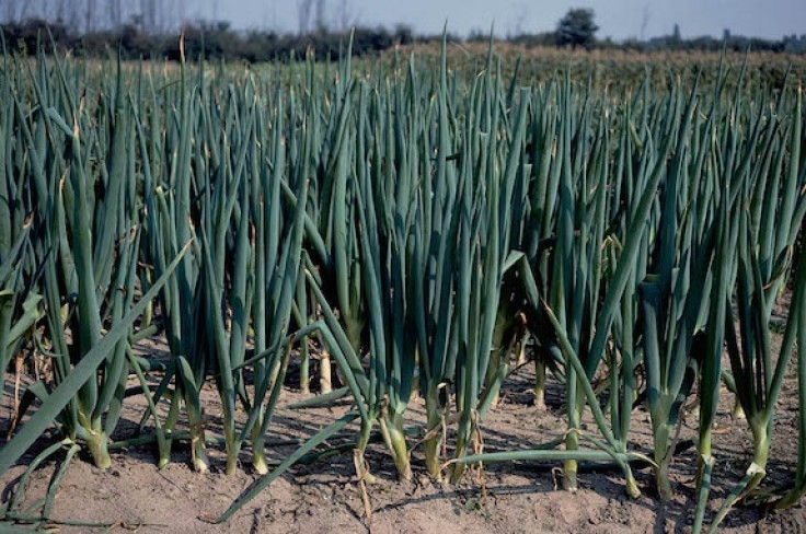 Bayer realiza o 1º Simpósio Tecnológico para o Cultivo da Cebola