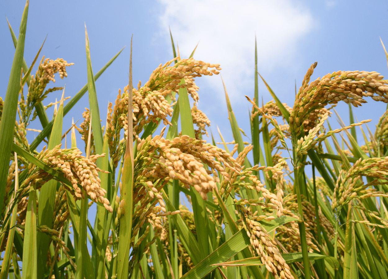Janela de plantio pode ser afetada em regiões produtoras de grãos