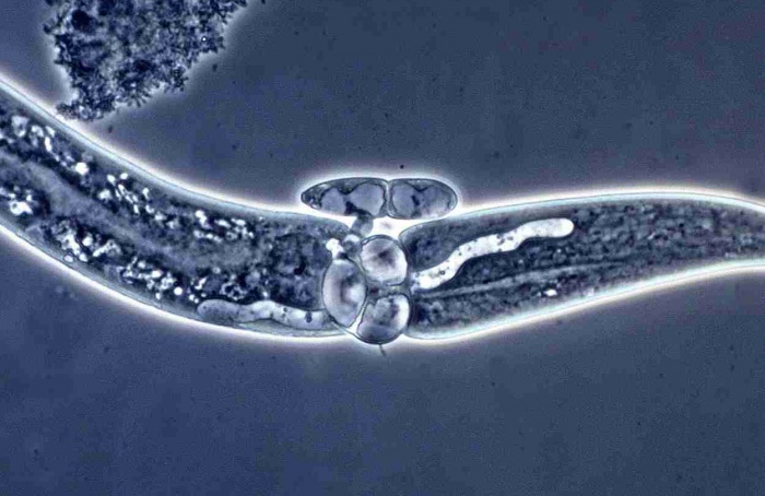 Fungos reduzem nematoide-das-galhas em tomateiro
