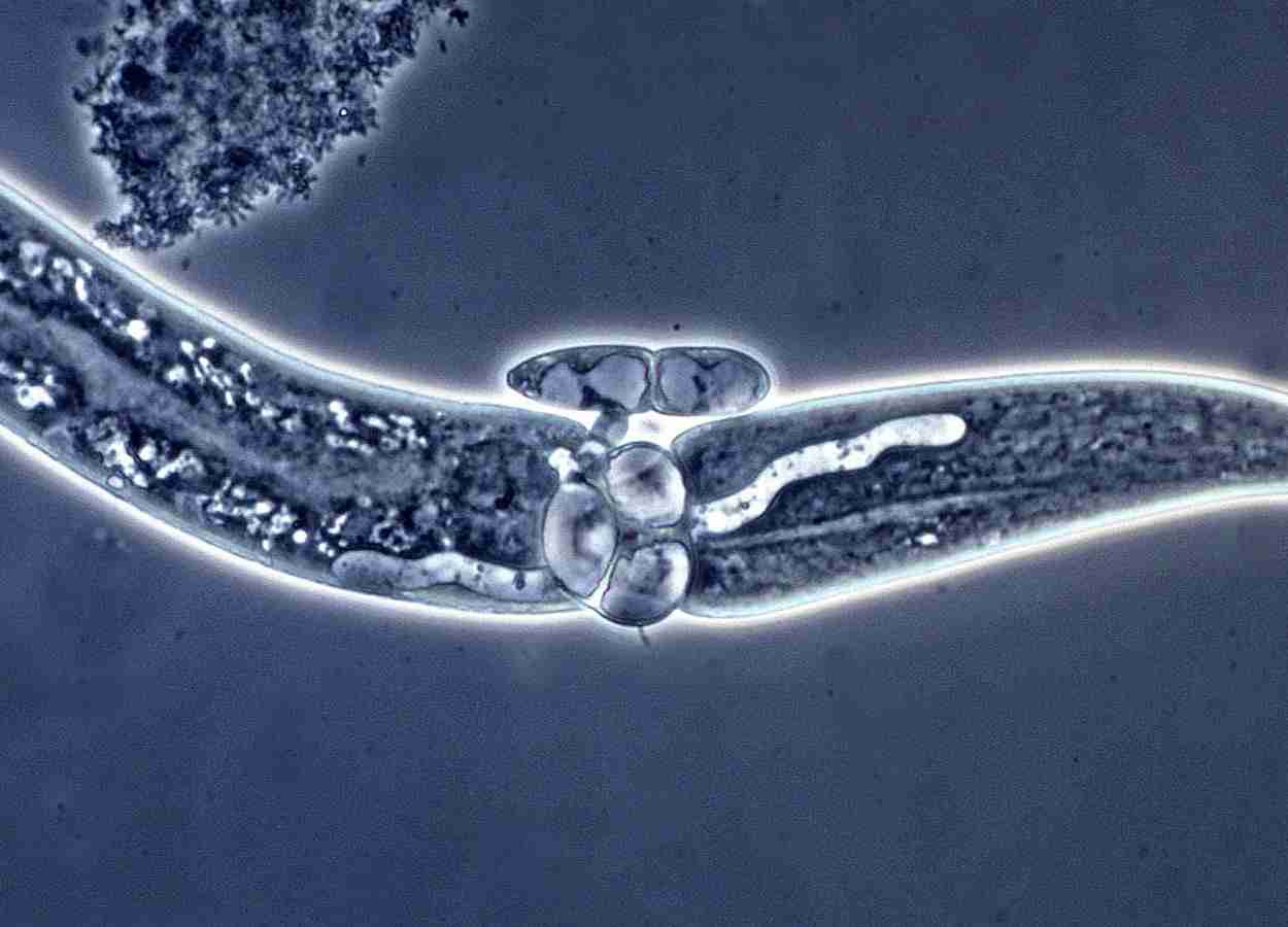 Fungos reduzem nematoide-das-galhas em tomateiro