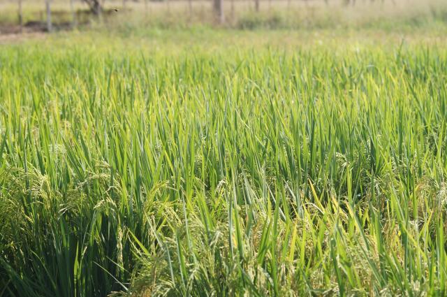 Dia de Campo em Codó maranhense apresenta alternativas para a produção de arroz irrigado na região