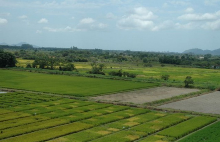 Litoral Norte de SC tem produção de arroz recorde em 2024/25