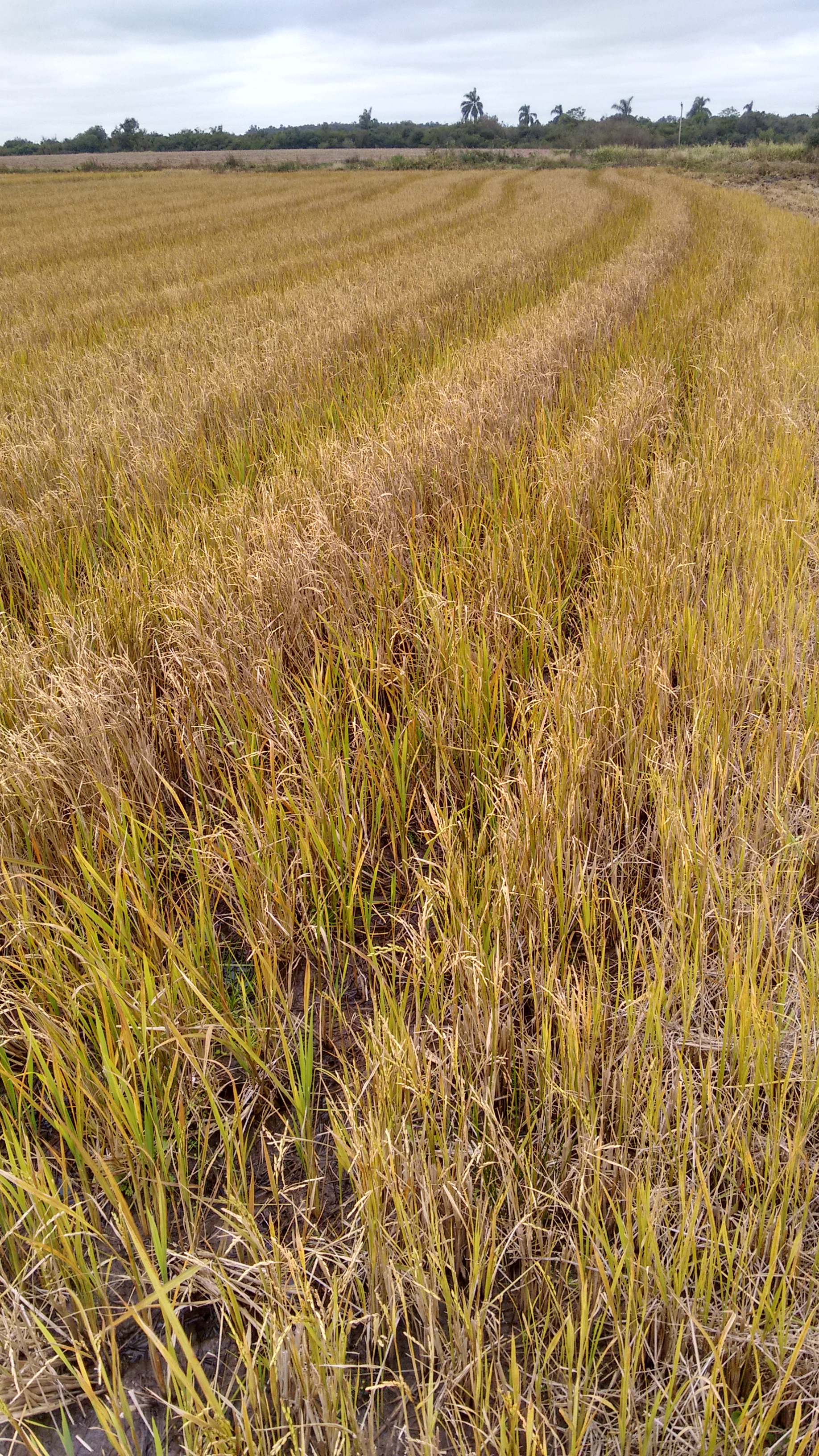 O cultivo do rebroto do arroz irrigado pode ser uma atividade lucrativa por causa do baixo investimento.