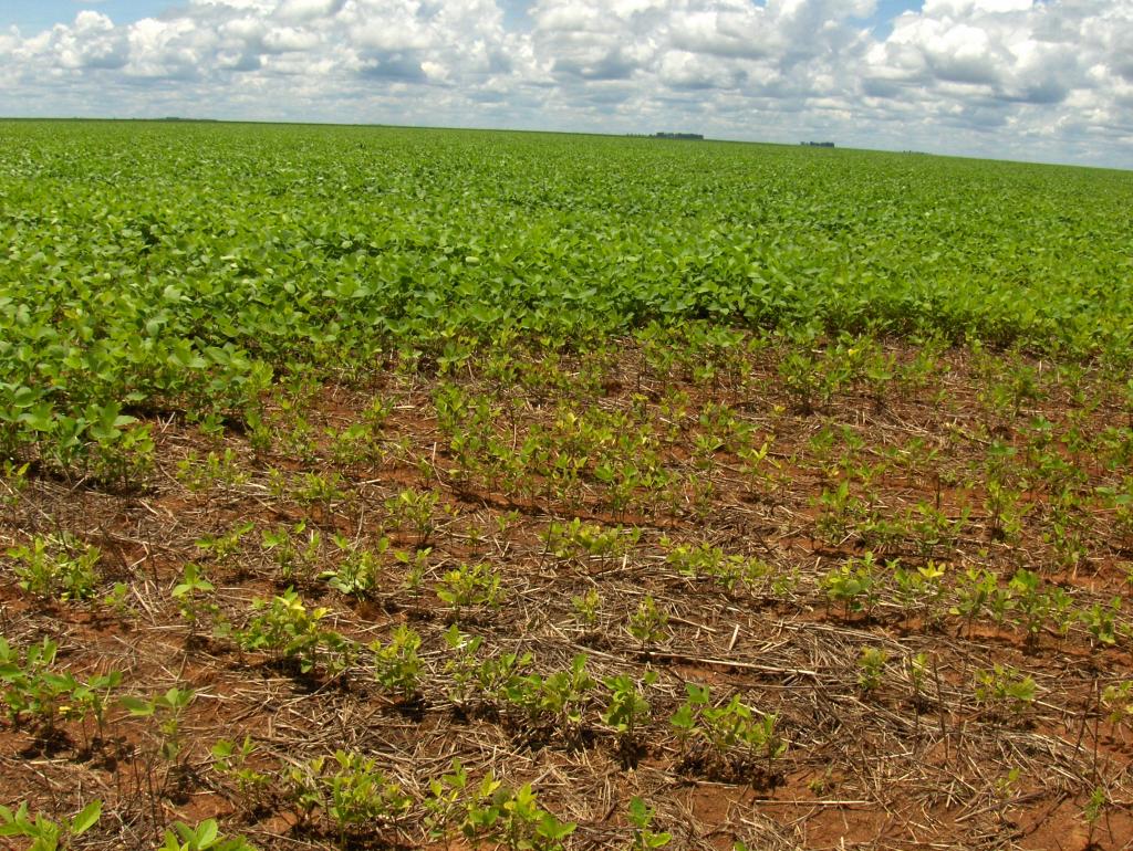 Syngenta obtém registro de produto contra nematoide de cisto da soja no Brasil