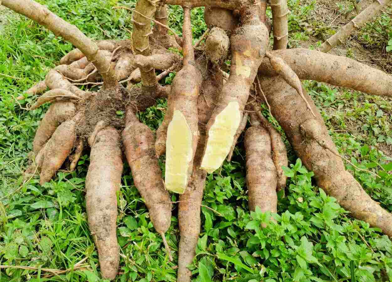 Cultivar será lançada em outubro em Manaus e pode fortalecer economia rural e segurança alimentar no estado