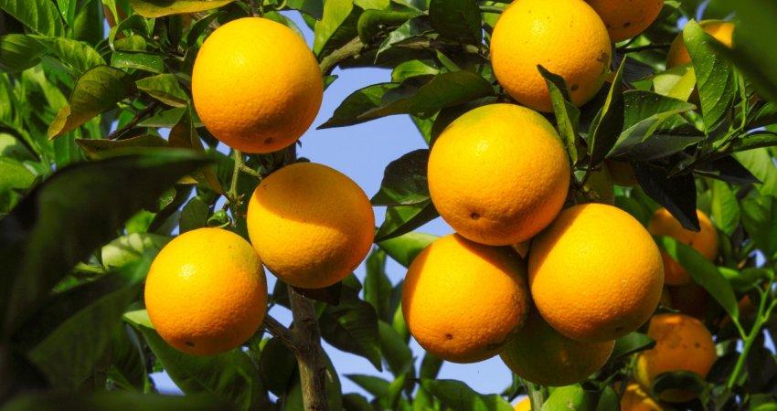 Reestimativa da safra de citros da Flórida é de 67,7 milhões de caixas