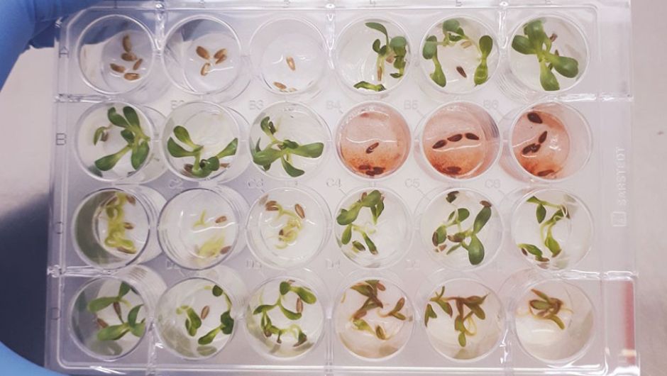 Extrato bruto do fungo Fusarium (em vermelho) inibindo a germinação de sementes de dicotiledônea (alface); fotos: Debora Barreto