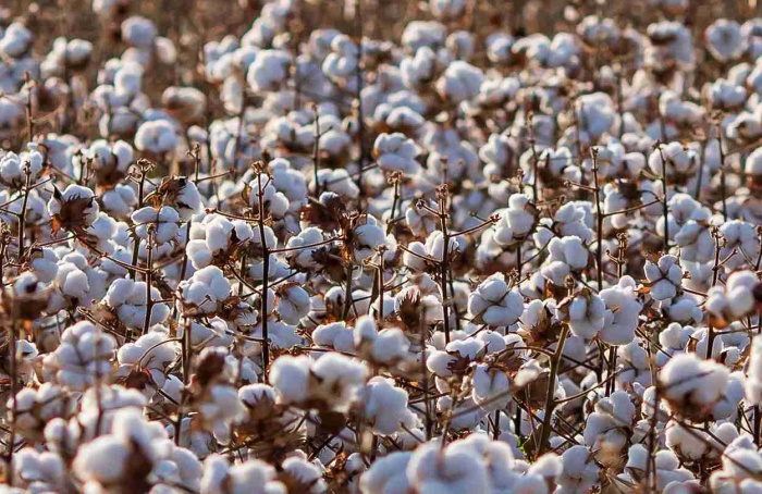 Cultivares de algodão chegam a 468 arrobas por hectare na Bahia