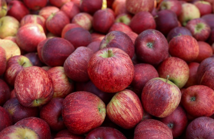 SC passa a exportar maçã diretamente por portos do estado