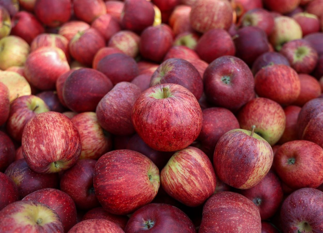 圣卡塔琳娜州现在将通过该州的港口直接出口苹果。