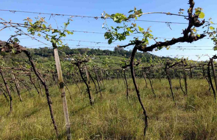 Mapeamentos da Embrapa orientam crédito, políticas públicas e planejamento agrícola
