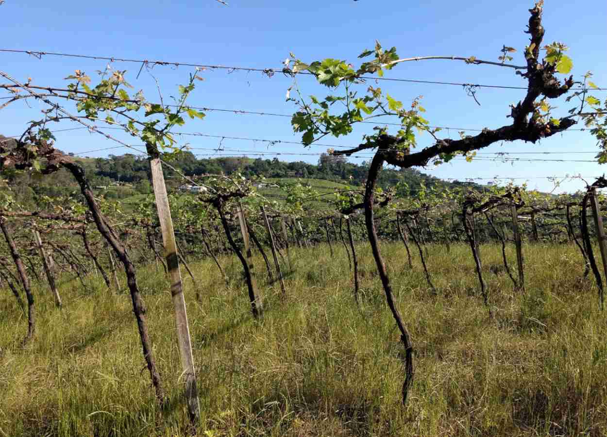 Mapeamentos da Embrapa orientam crédito, políticas públicas e planejamento agrícola