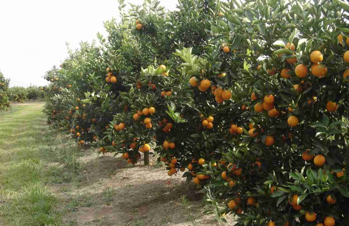 Receita do suco de laranja cai 30% na safra 2025/26