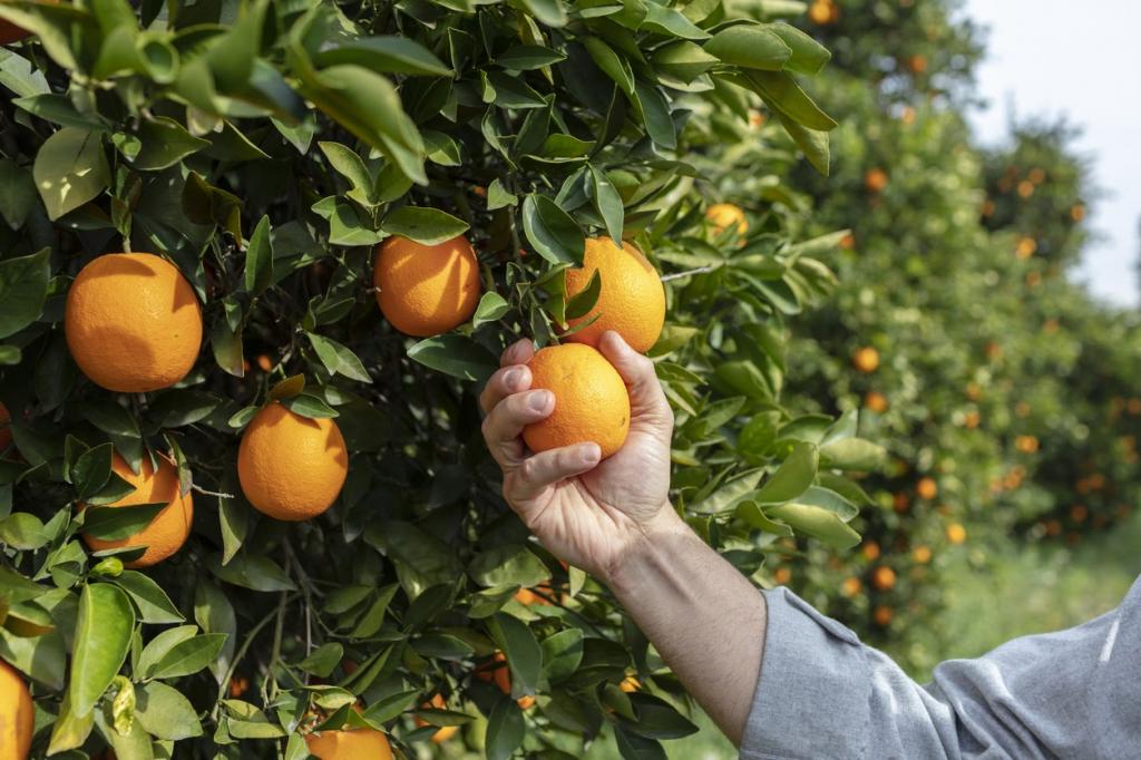 Exportações de suco de laranja crescem 17% durante a quarentena