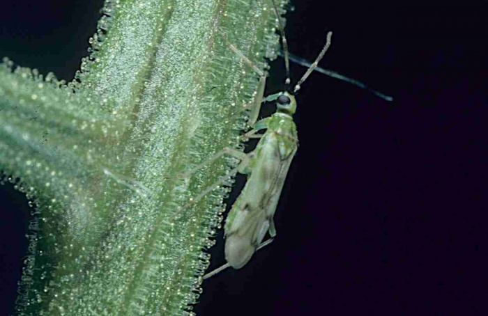 Predadores ampliam controle de mosca-branca em tomateiro