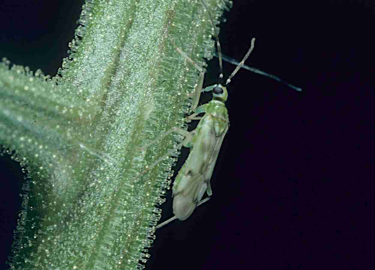 Predadores ampliam controle de mosca-branca em tomateiro
