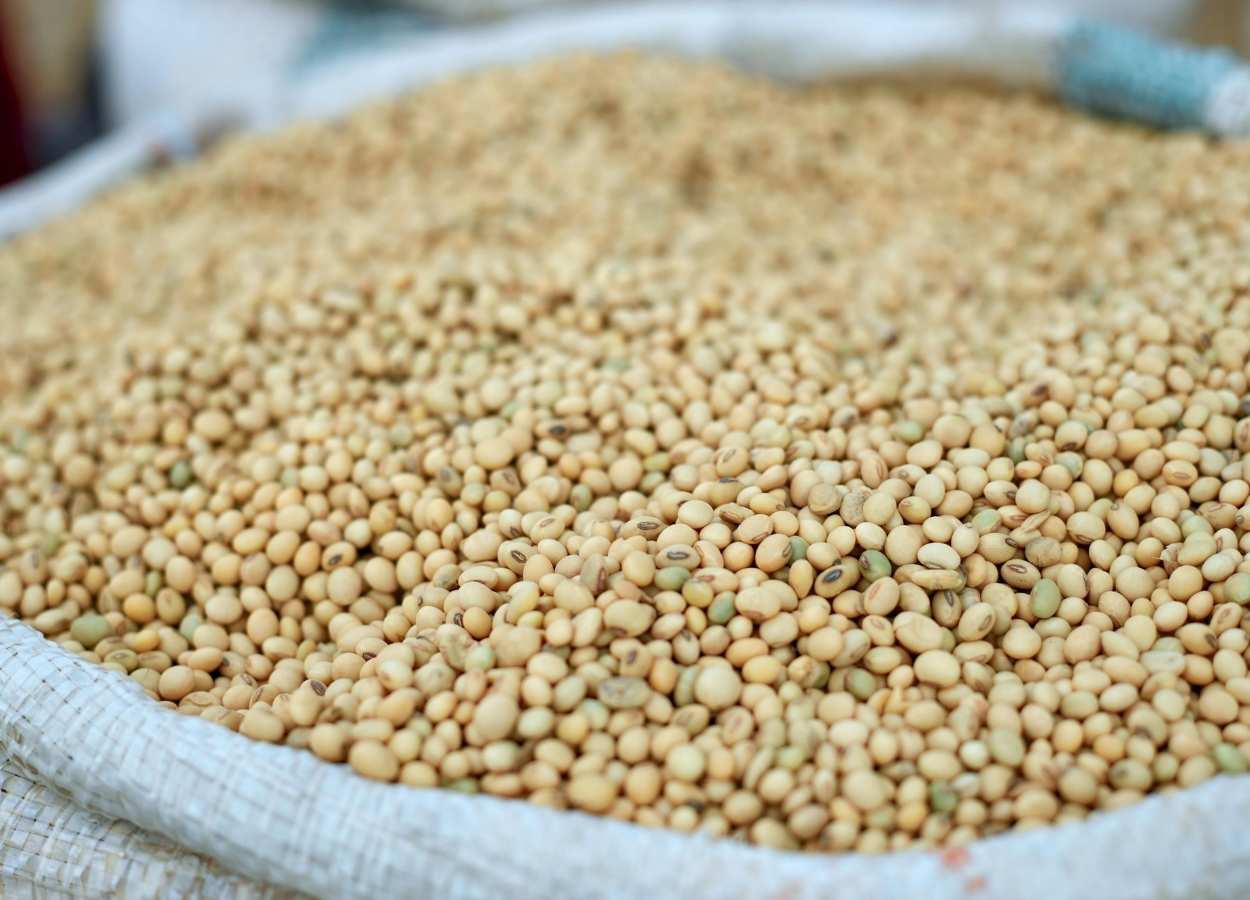 Comercialização da soja 25/26 em MT avança, mas preços recuam