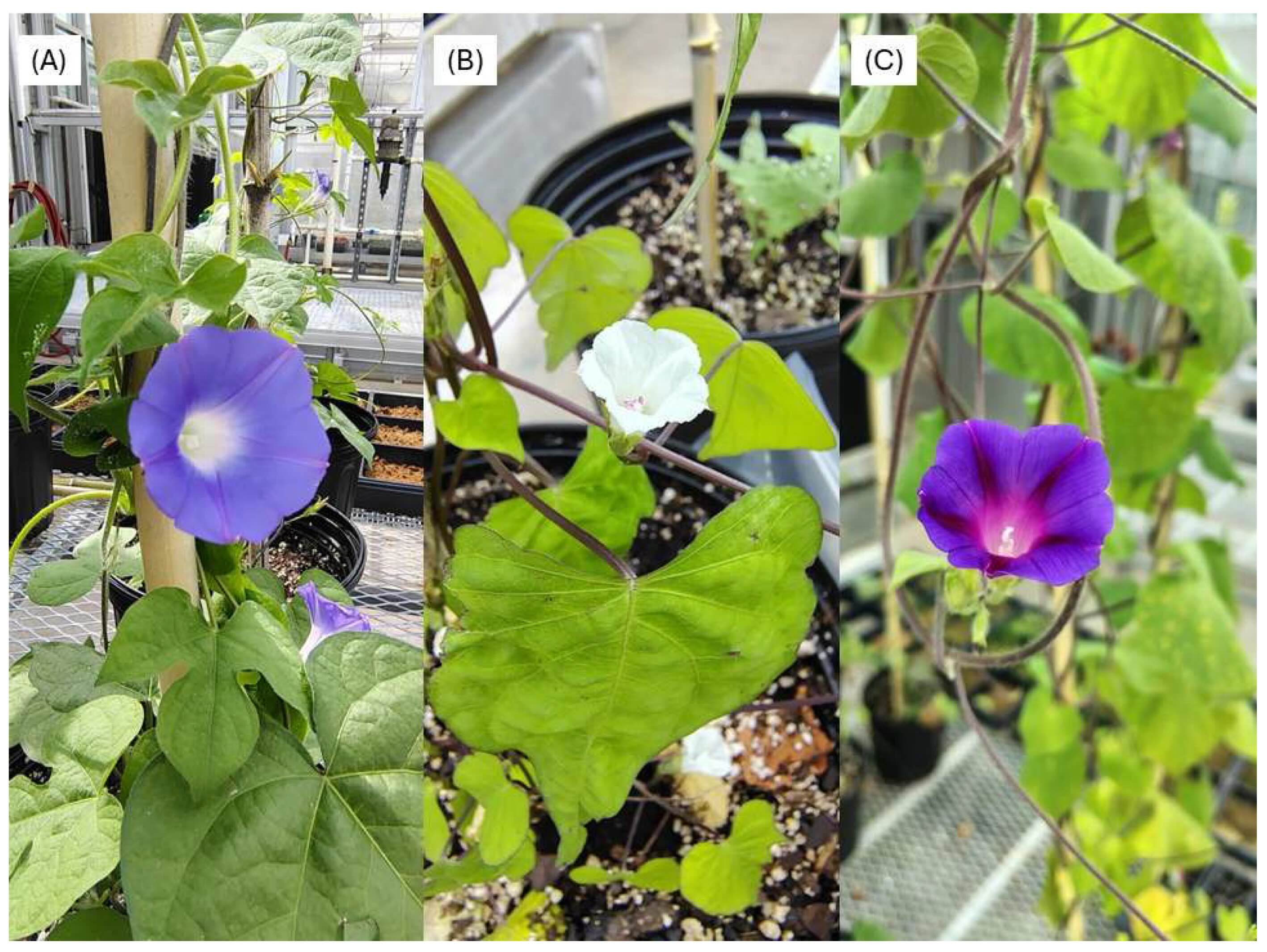 (A) <i>Ipomoea hederacea</i>; (B) <i>Ipomoea lacunosa</i>; (C) <i>Ipomoea purpurea</i> -&nbsp;doi.org/10.3390/seeds5010003