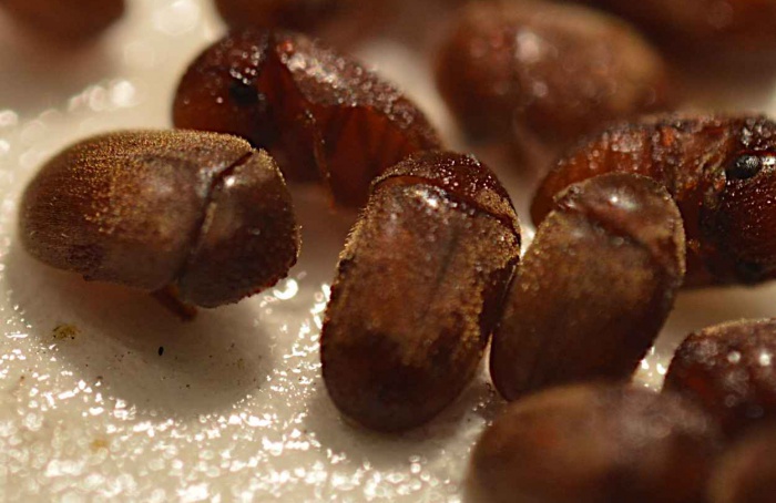 Pesquisa identifica alvo molecular para controle de caruncho