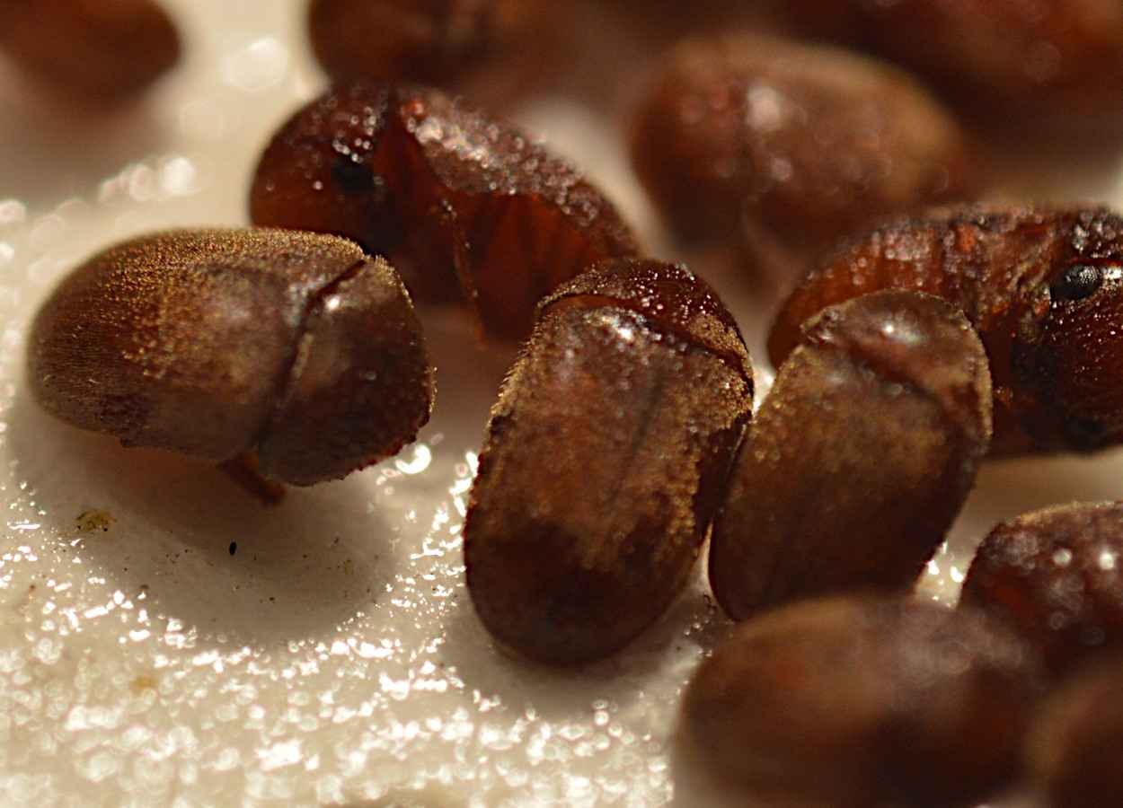 Silenciamento de gene e ação de microRNA provocaram deformações e mortalidade em Lasioderma serricorne
