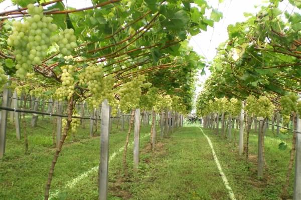 Cultivo protegido de uvas se expande na Serra