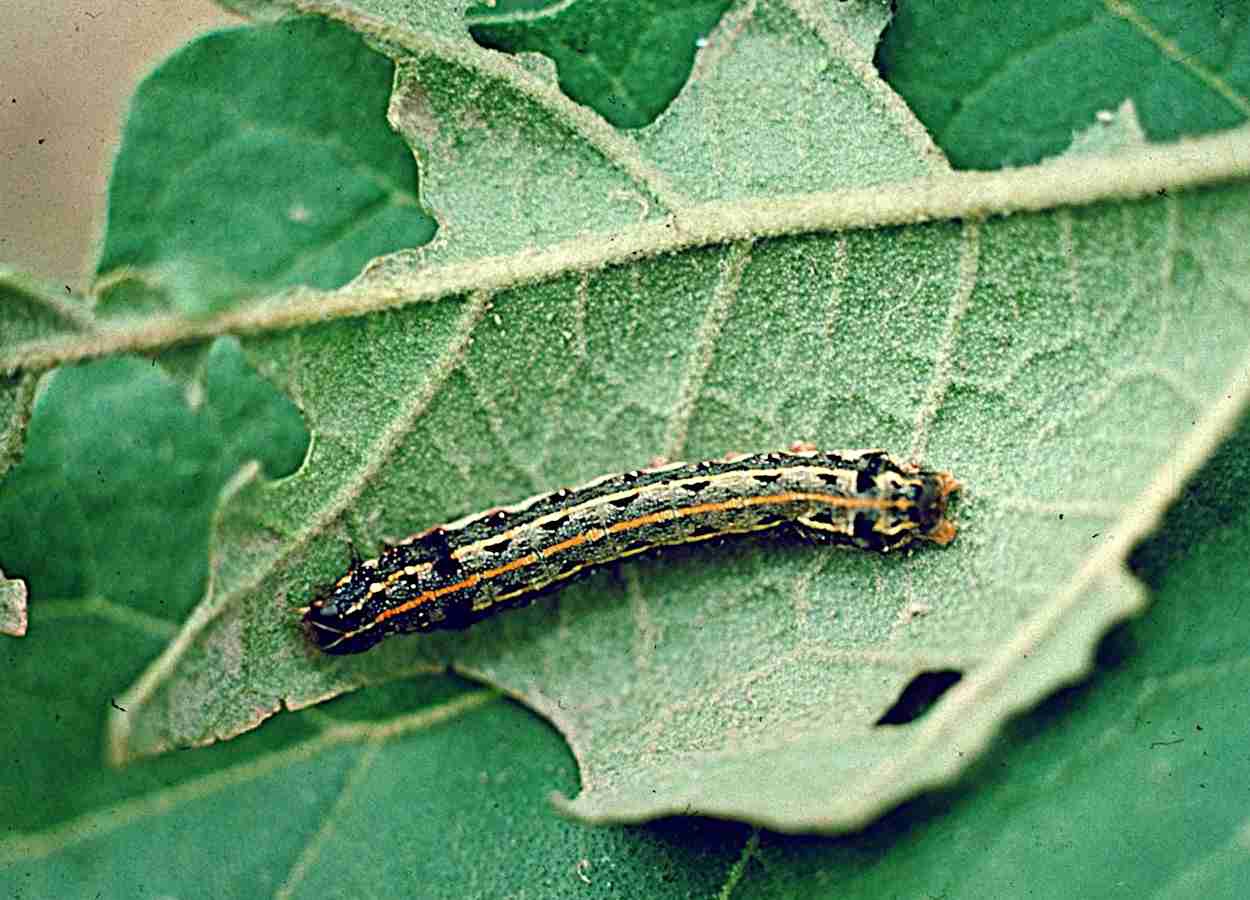 Licorina afeta detoxificação em Spodoptera litura