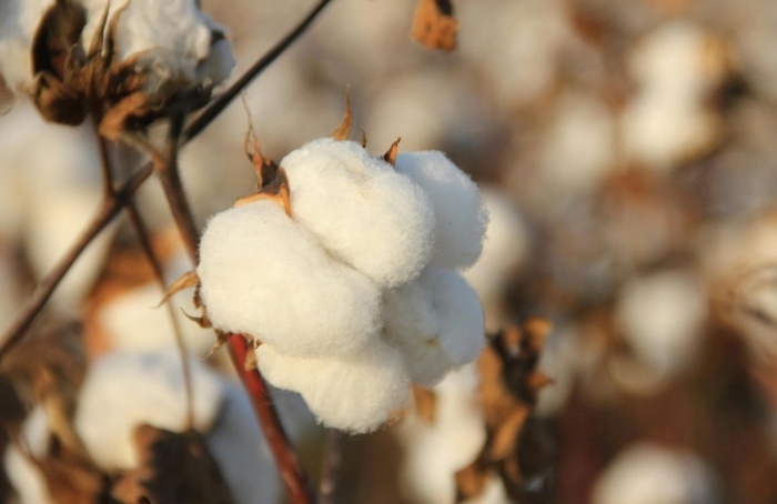 Oferta global mais restrita sustenta preços do algodão