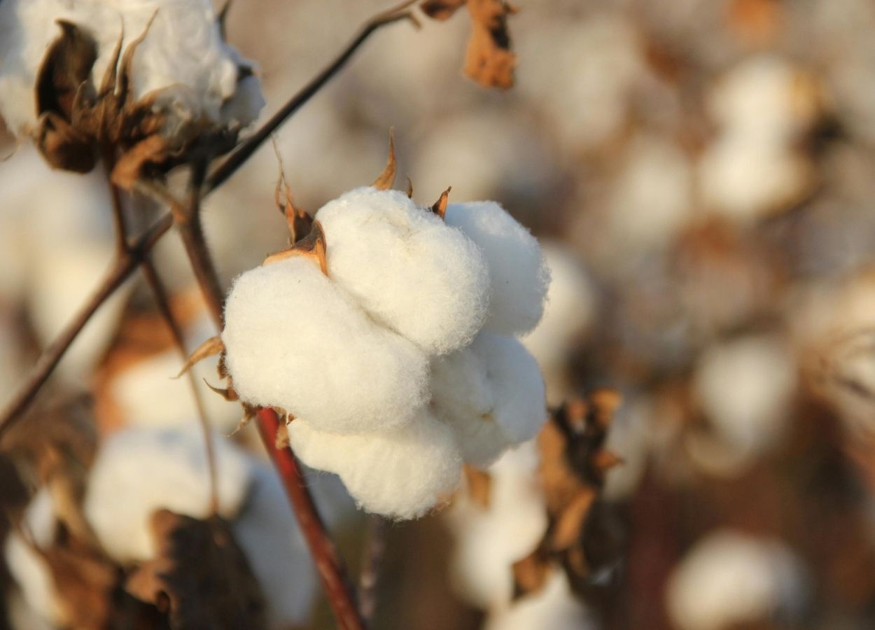 Oferta global mais restrita sustenta preços do algodão
