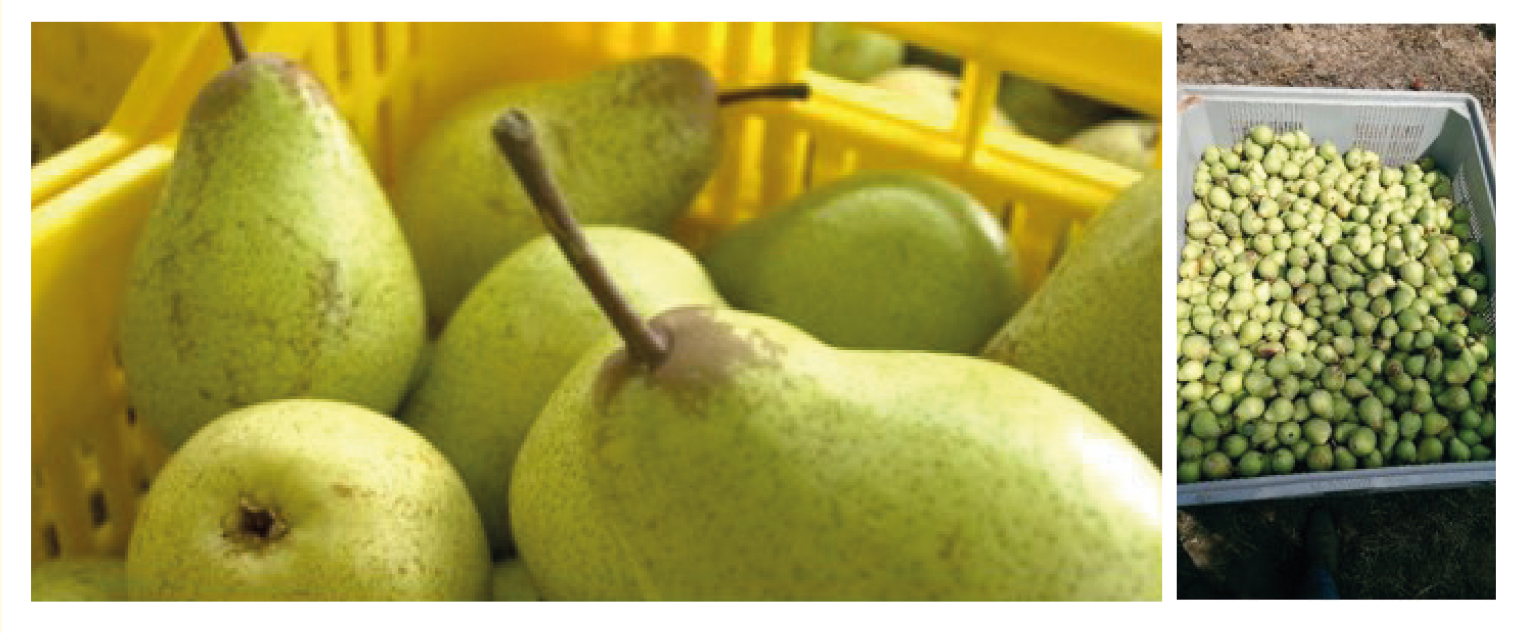 Entre as frutas de clima temperado de maior interesse mundial, a pera desponta como a mais importada pelo Brasil.