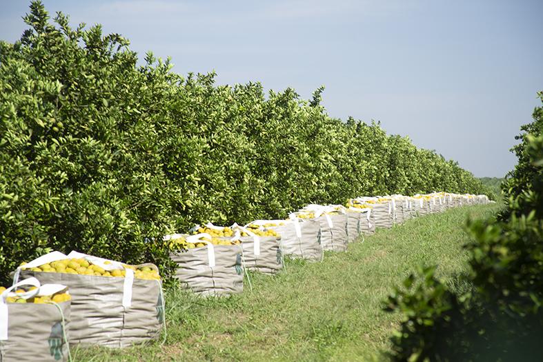 Safra de laranja 2019/20 em SP e MG é reestimada em 384,87 milhões de caixas