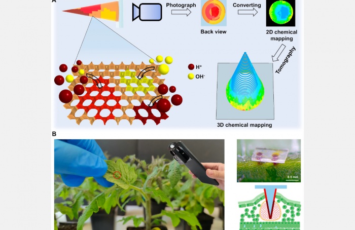 Sensores detectam estresse hídrico em plantas antes dos sintomas visíveis