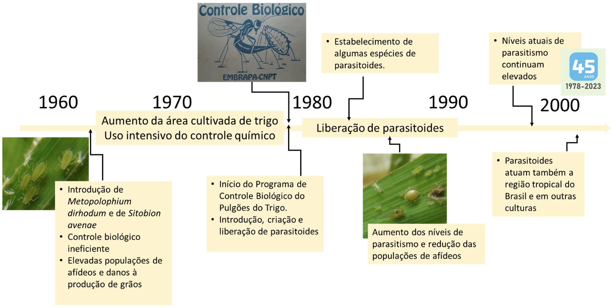 Figura 2 - Linha do tempo de eventos relacionados ao Controle Biológico de Pulgões do Trigo no Brasil e efeitos 45 anos após seu início