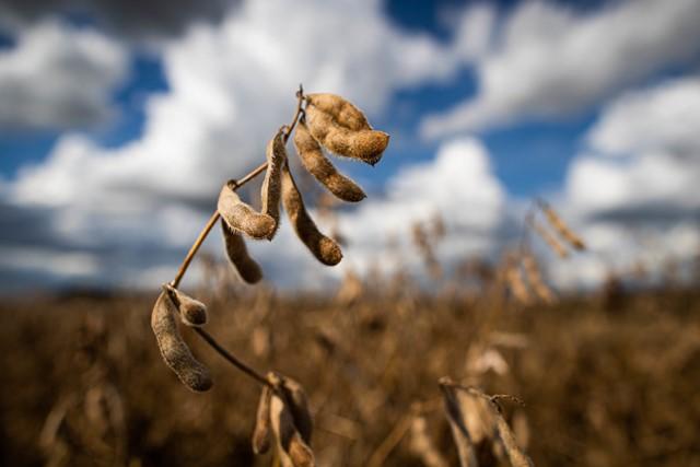 Syngenta passa a exportar soja e milho de seus clientes diretamente para a China