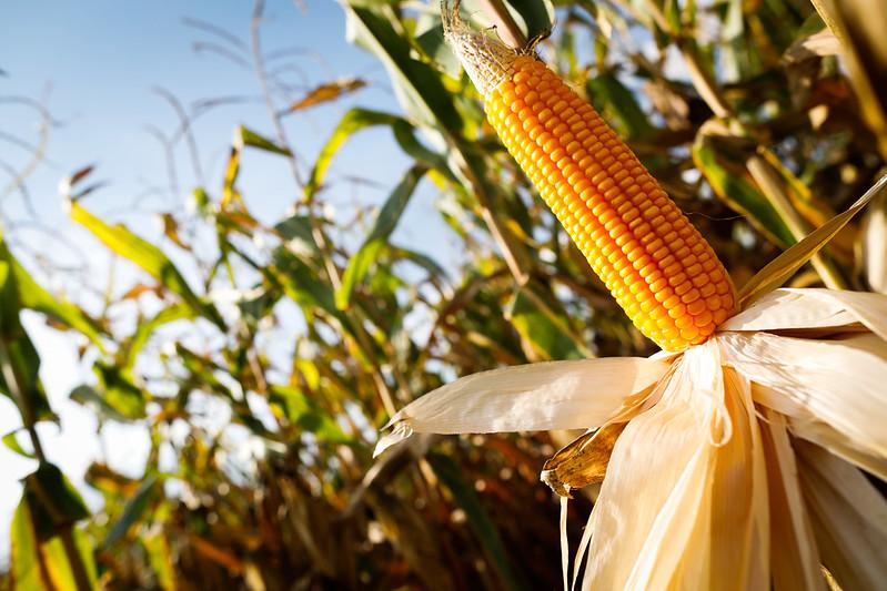 Técnicos estimam números regionais da produção de grãos no Maranhão