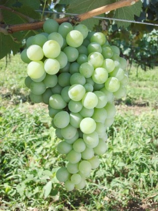 Farroupilha é a nova Indicação de Procedência de Vinhos Finos do Brasil