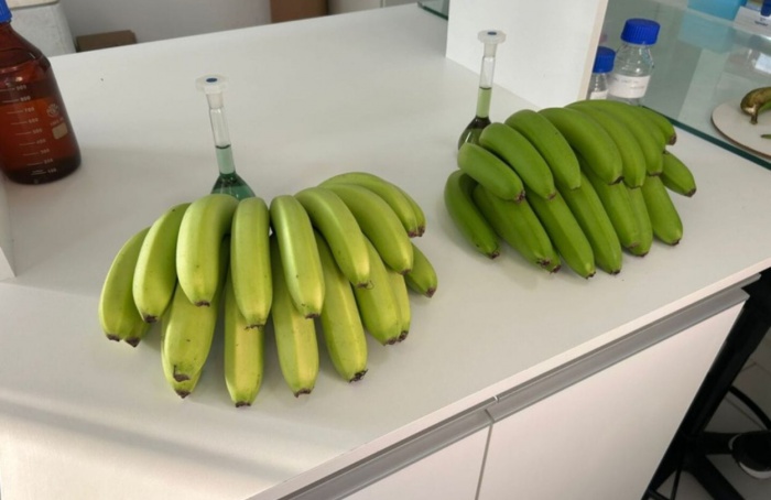 Nova variedade espontânea de banana é registrada em SC