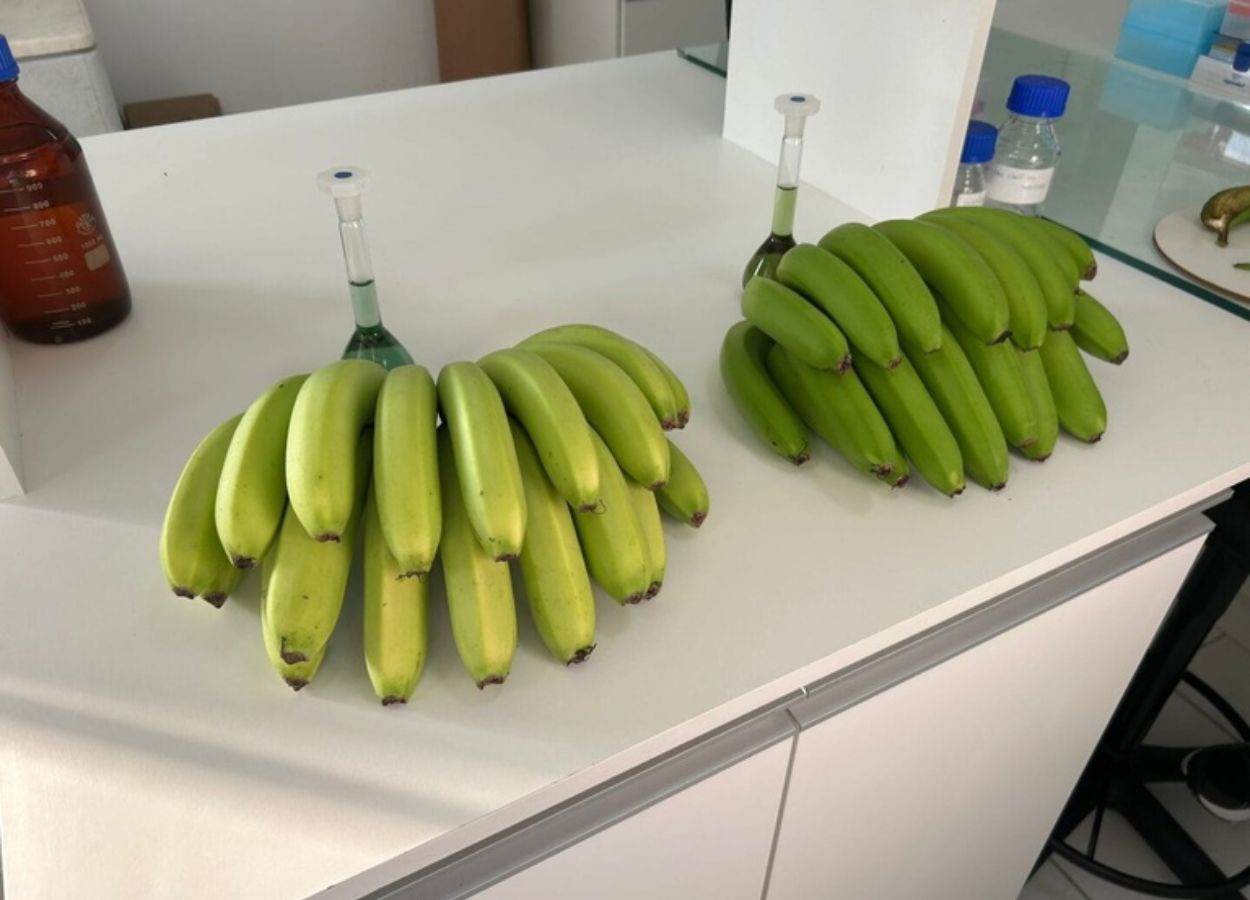 Nova variedade espontânea de banana é registrada em SC