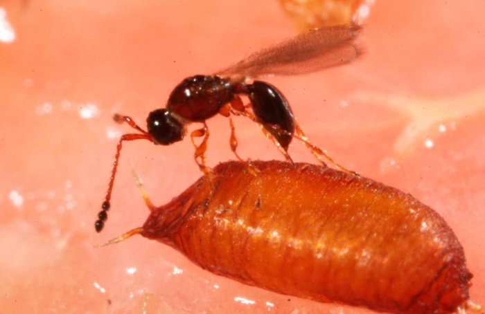 Microbioma de insetos abre novas rotas para o manejo de pragas