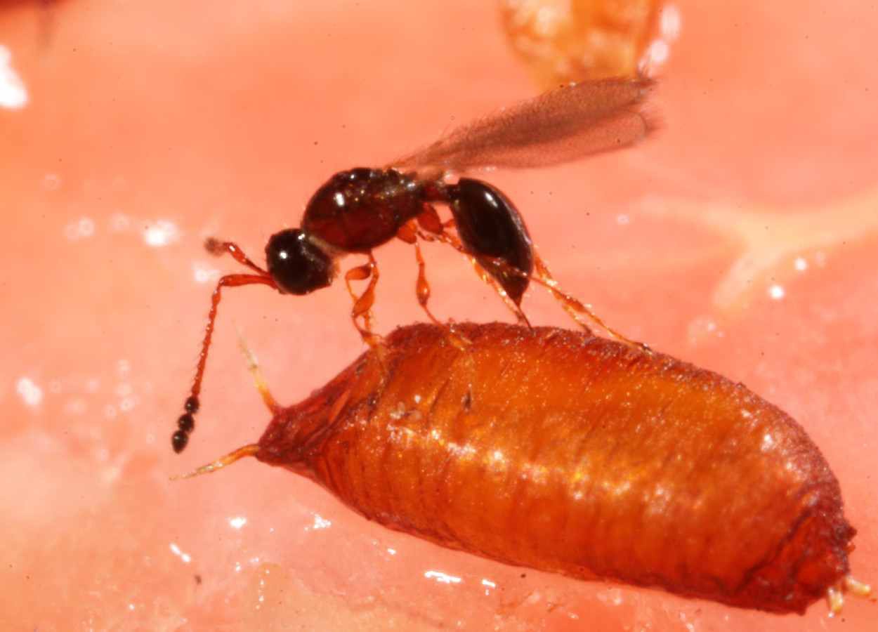 Microbioma de insetos abre novas rotas para o manejo de pragas