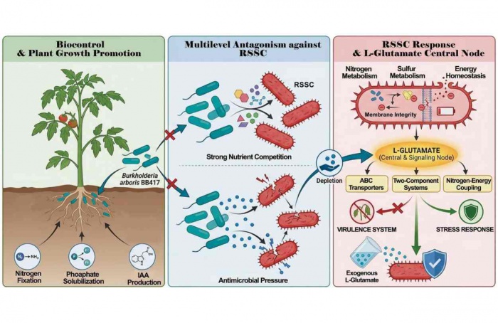 Bactéria Burkholderia arboris reduz murcha-bacteriana em tomateiro