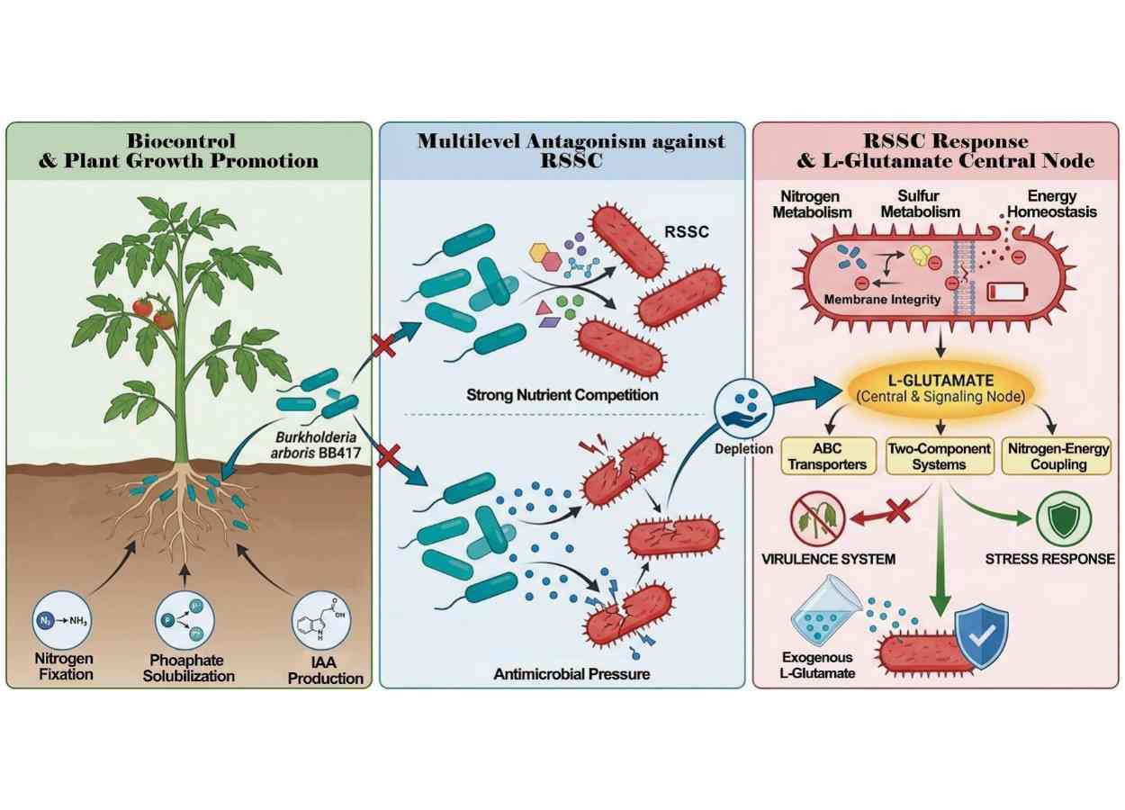 Bactéria Burkholderia arboris reduz murcha-bacteriana em tomateiro