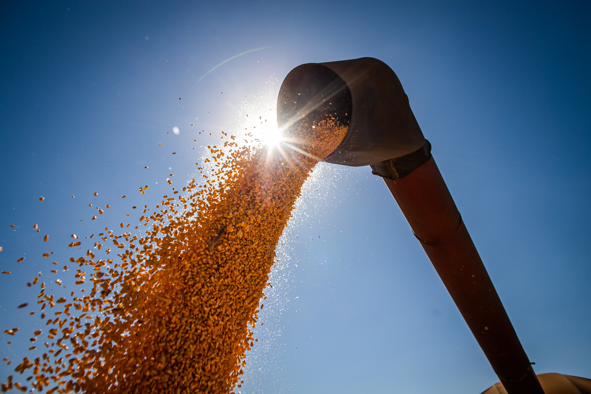 Produção de grãos é estimada em 272,5 milhões de toneladas