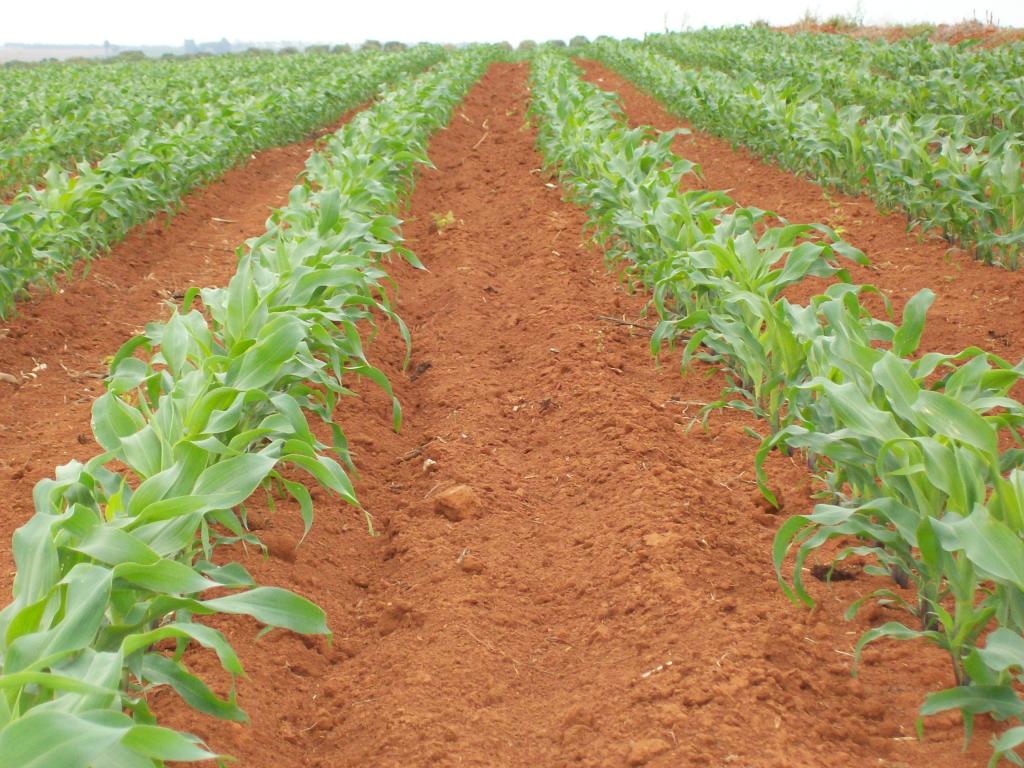 Cuidados no tratamento de sementes de milho aumentam germinação em 16%, aponta estudo
