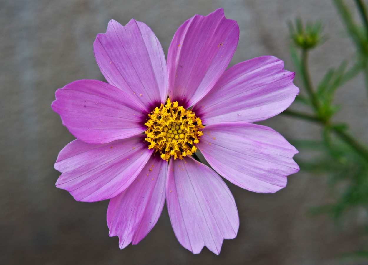 Foto:&nbsp;Joydeep - CC BY-SA 3.0