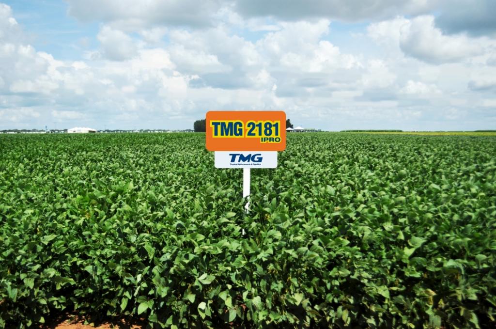 TMG 2181IPRO é destaque de produtividade em todo o Mato Grosso